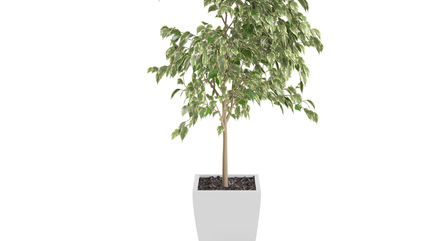 dünger thuja test Bio-Thuja-Dünger kaufen main image 0